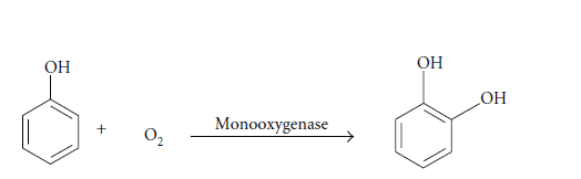 تجزیه ترکیبات معطر توسط مونواوکسیگنازها