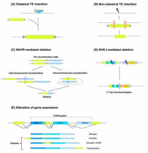 Schematic representation of genomic rearrangement and gene expression alteration by transposable elements (TEs) in host genome
